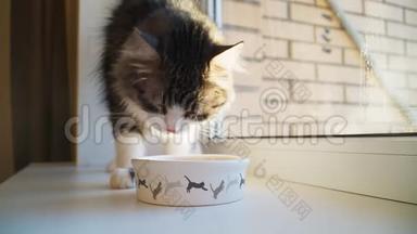 美丽的毛茸茸的猫从一个白色的碗里吃，里面有一只<strong>蹦蹦</strong>跳跳的小猫